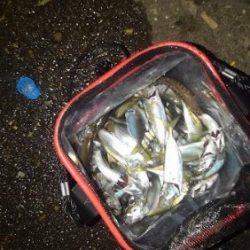 アジの入れ食い!!