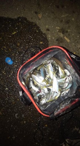 アジの入れ食い!!