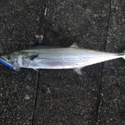 サワラ・タチウオゲット