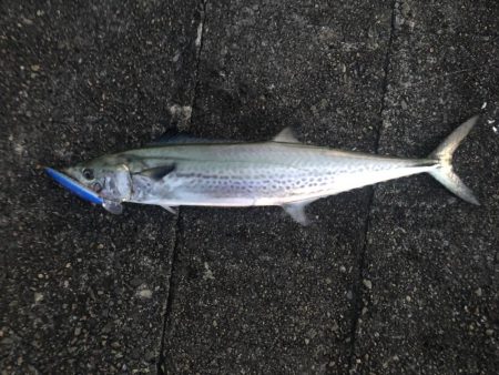 サワラ・タチウオゲット