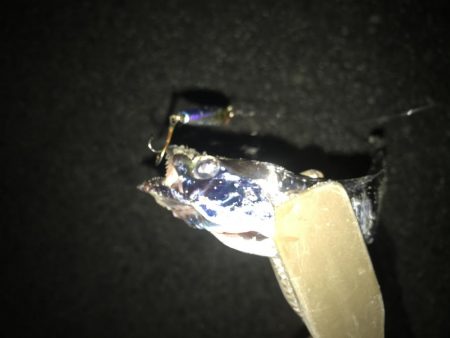 夕マズメの太刀魚釣り