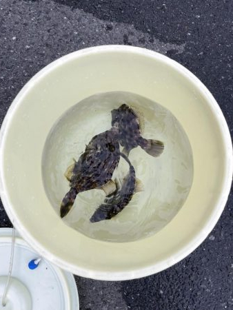 2週連続肝パン!