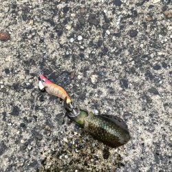 アオリイカ新子調査