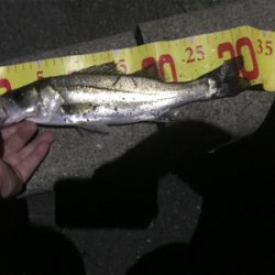 セイゴしか釣れません