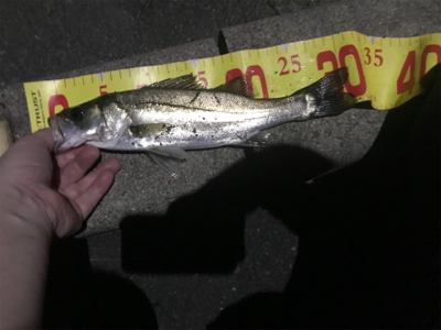 セイゴしか釣れません