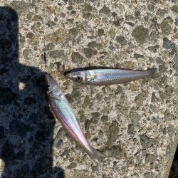 ちょい投げキス釣り