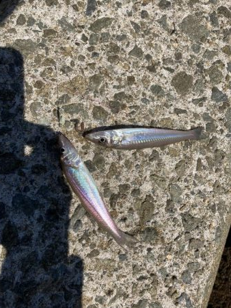 ちょい投げキス釣り