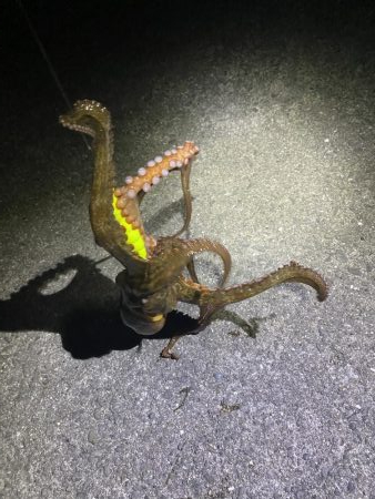 タコ釣り