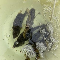 大判カワハギ釣れてます!