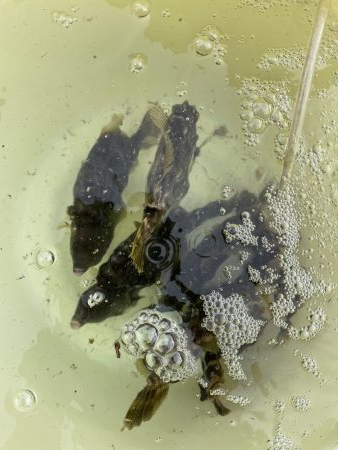 大判カワハギ釣れてます!