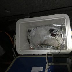 高活性タチウオ・サバ