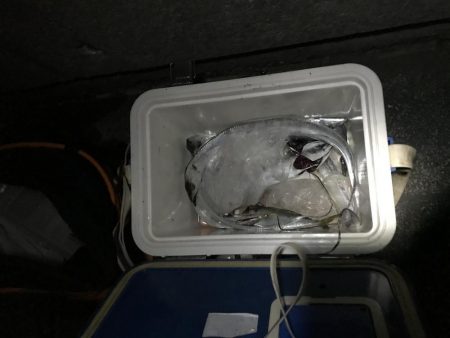 高活性タチウオ・サバ