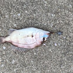 投げ釣り、アジング