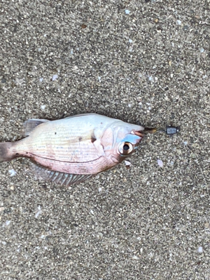 投げ釣り、アジング