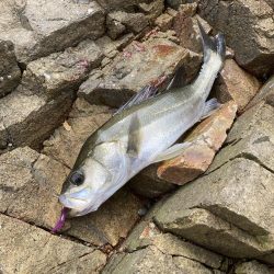 シーバス青物調査