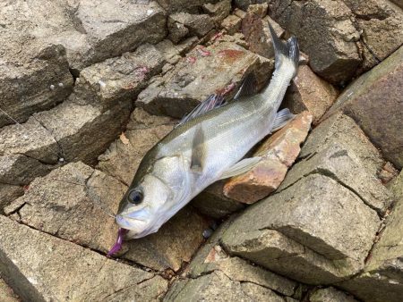 シーバス青物調査