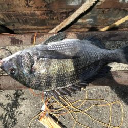 激シブ　ヘチ釣りでチヌ37cm