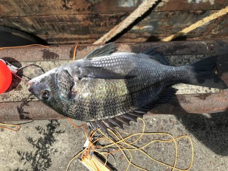 激シブ　ヘチ釣りでチヌ37cm