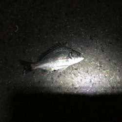 ヘチ釣り不発 子キビレのみ。