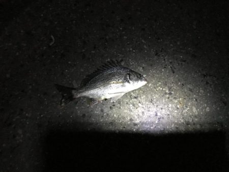 ヘチ釣り不発　子キビレのみ。