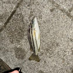 天橋立で五目釣り