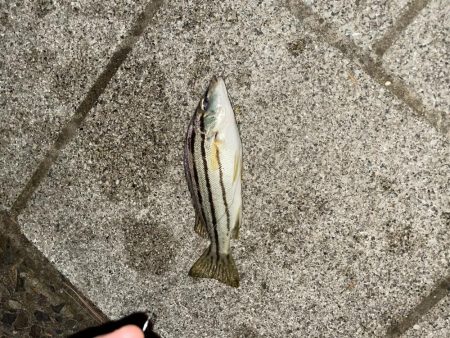 天橋立で五目釣り