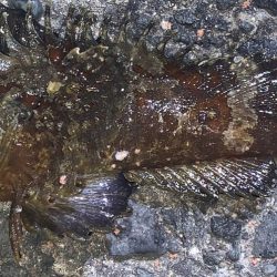 タチウオ狙いも…