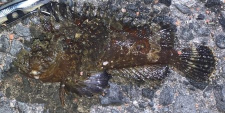 タチウオ狙いも…