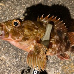 癒しのガッシー