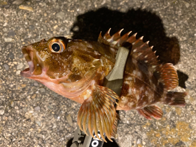 癒しのガッシー