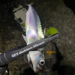 アジングのつもりが