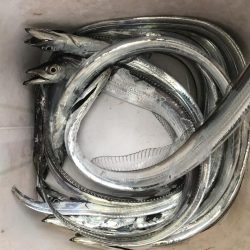 朝マズメ太刀魚調査