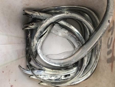 朝マズメ太刀魚調査