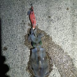 イカの気持ち１