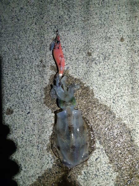 イカの気持ち１