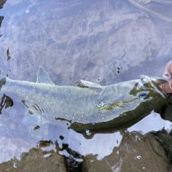 ジョイクロで初バス