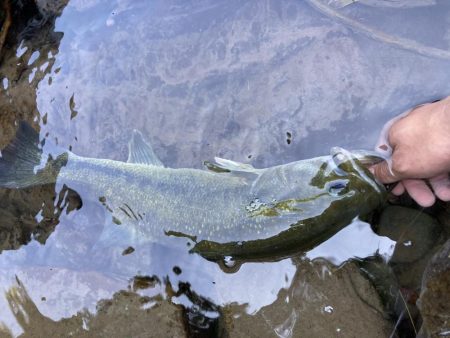 ジョイクロで初バス