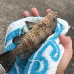 癒やしのガッシー6th