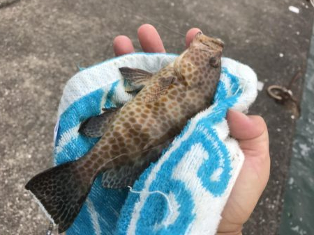 癒やしのガッシー6th