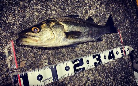 初投稿久々のシーバスフィッシング