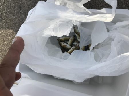 日中でもサビキ釣りで豆アジが釣れます