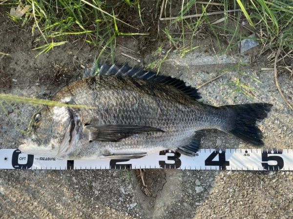 イチノ兄弟、釣果!