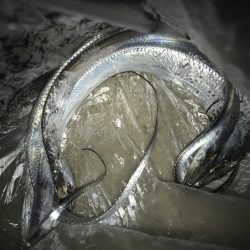 夕マズメの太刀魚釣り