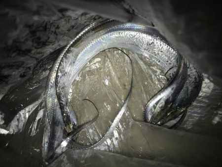 夕マズメの太刀魚釣り