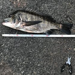 ヘチ釣りでチヌとキビレ！