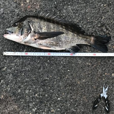 ヘチ釣りでチヌとキビレ！