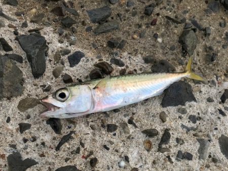 雨がやんだタイミングで