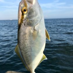 アジングで小型青物