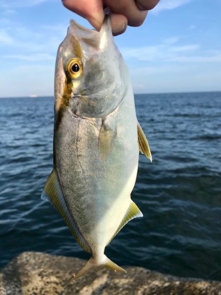 アジングで小型青物
