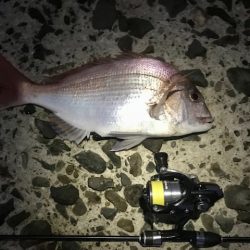 アジングで真鯛